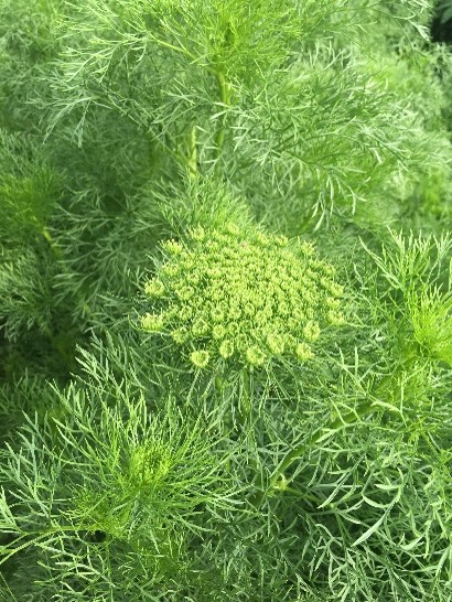 a close up of a plant
